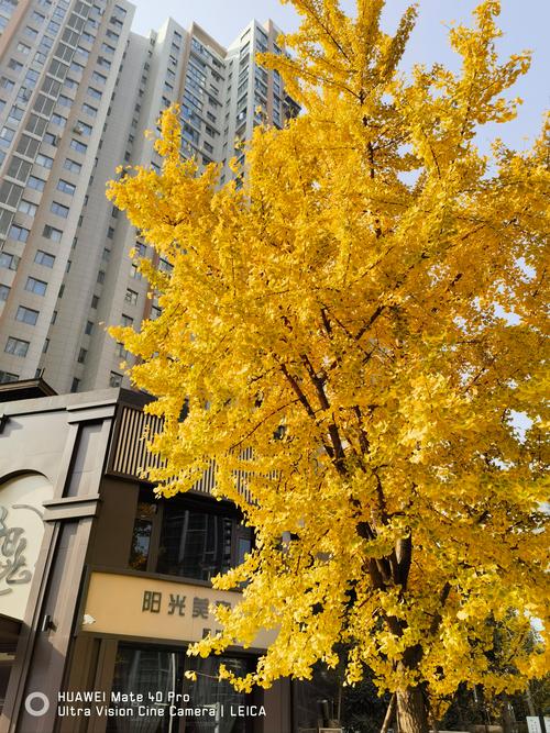 门前有银杏树好吗?庭院种植银杏树的优缺点与安全距离指南 门前有银杏树好吗?庭院种植银杏树的优缺点与安全距离指南