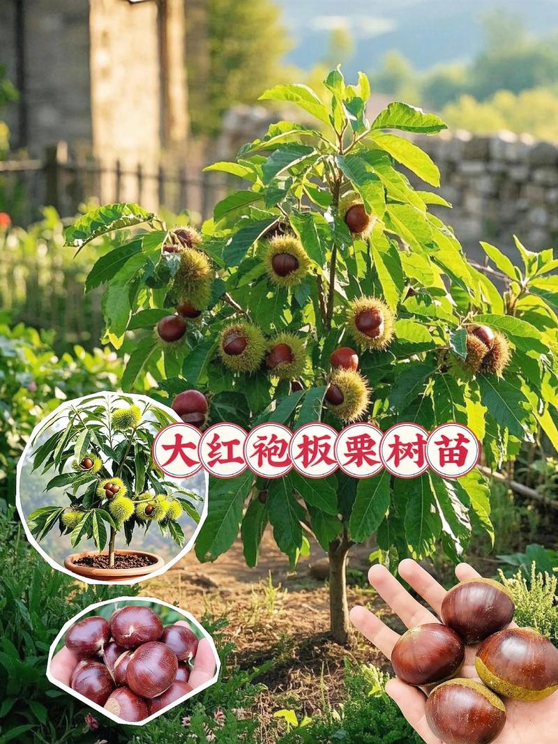 板栗苗品种怎么选?2026年主栽品种对比与选购指南 四、施肥与修剪:按物候期执行
