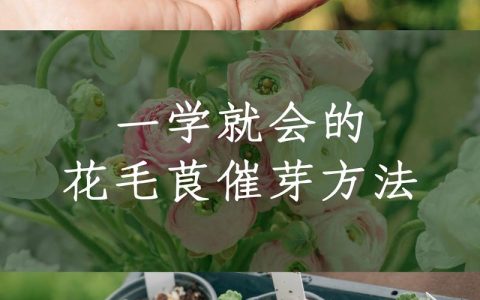 茼蒿种子高效催芽技术指南：从品种选择到精准控温，告别“烂种”与“出苗不齐”