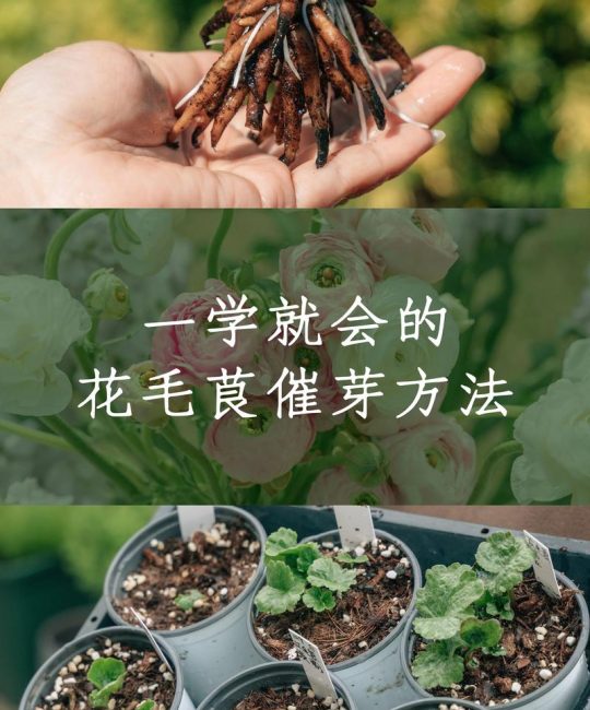 茼蒿种子高效催芽技术指南：从品种选择到精准控温，告别“烂种”与“出苗不齐”