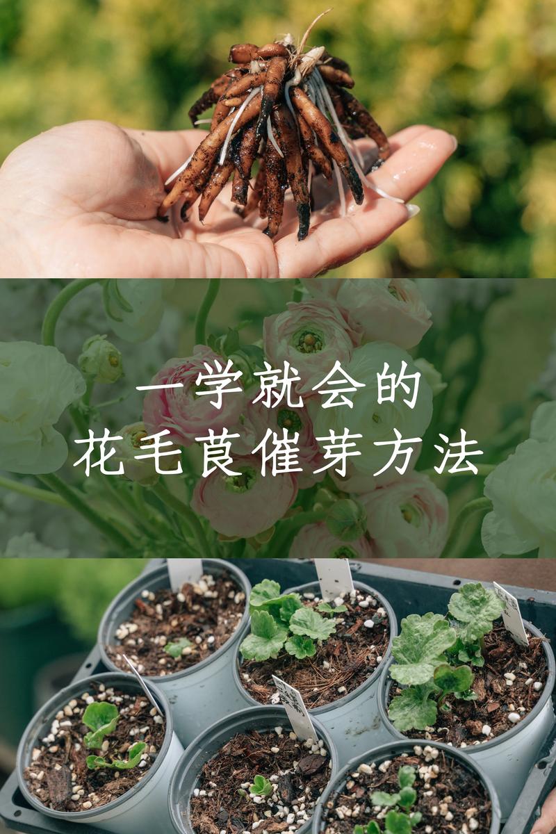 茼蒿种子高效催芽技术指南:从品种选择到精准控温,告别“烂种”与“出苗不齐” 茼蒿种子高效催芽技术指南:从品种选择到精准控温,告别“烂种”与“出苗不齐”