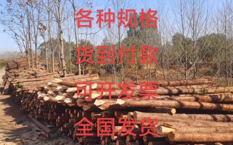 杉木桩多少钱一根？2024年最新价格参考与影响因素全解析