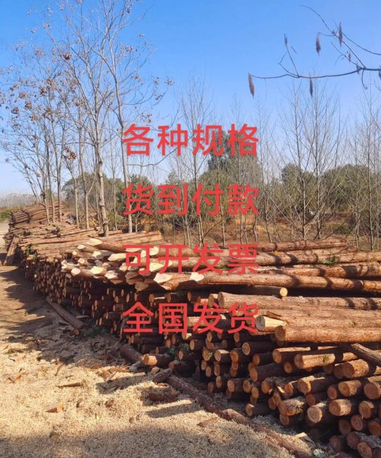 杉木桩多少钱一根？2024年最新价格参考与影响因素全解析