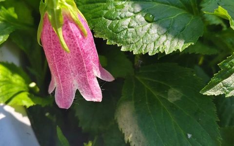 风铃花枯萎了怎么办？常见原因与系统性排查指南