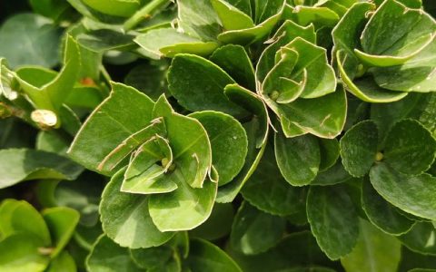 冬青和黄杨是同一种植物吗？绿化苗木区别全解析