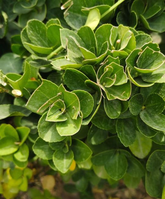 冬青和黄杨是同一种植物吗？绿化苗木区别全解析
