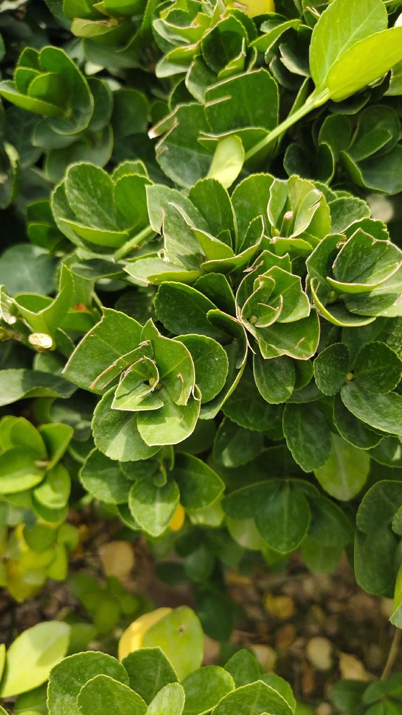 冬青和黄杨是同一种植物吗?绿化苗木区别全解析 冬青和黄杨是同一种植物吗?绿化苗木区别全解析