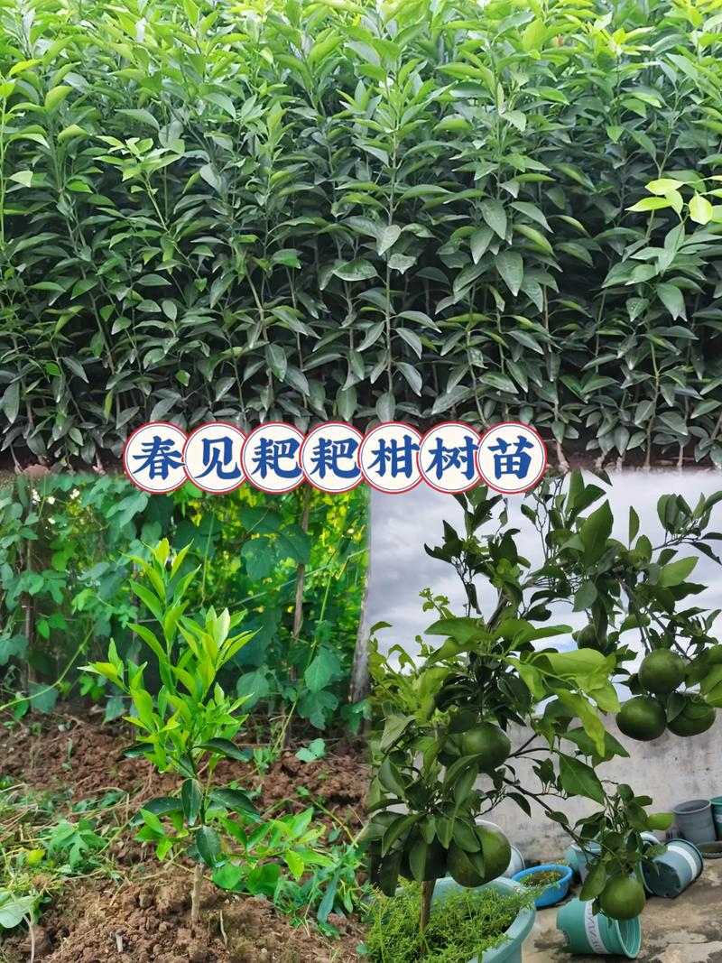柑橘苗采购渠道选择指南:三步验证法确保品种纯正、根系健康 筛选候选渠道:资质核查是底线