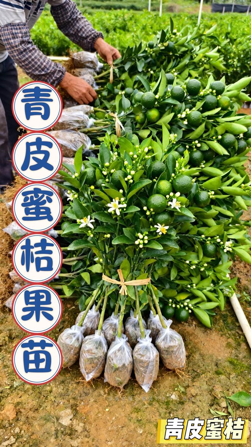 柑橘苗采购渠道选择指南:三步验证法确保品种纯正、根系健康 品种真实性核查:肉眼可辨的四个特征