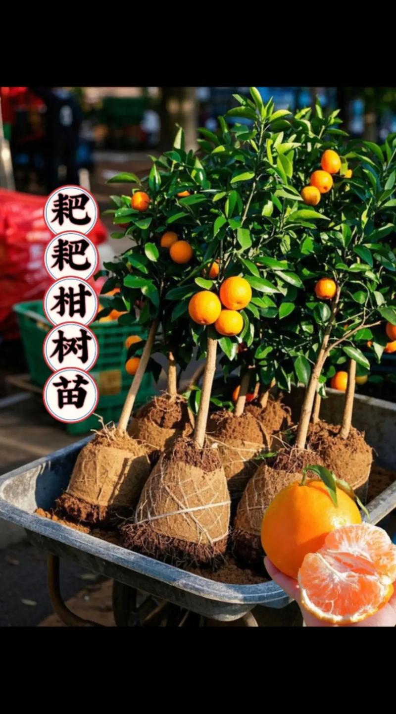 柑橘苗采购渠道选择指南:三步验证法确保品种纯正、根系健康 总结验证:一单试种,再决定长期合作
