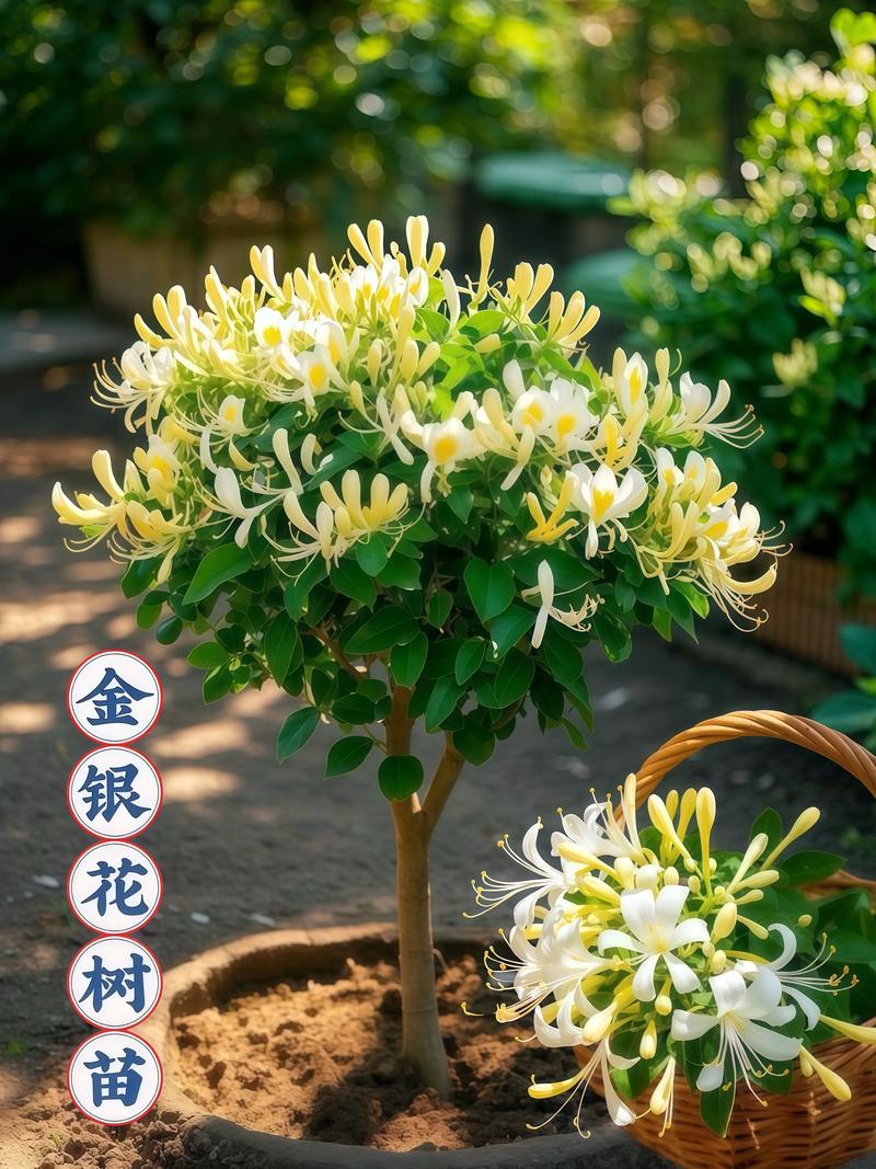 运输方式：包物流还是补运费？