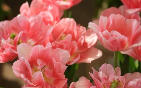 什么是重瓣花？形态特征、代表植物与识别要点全解析
