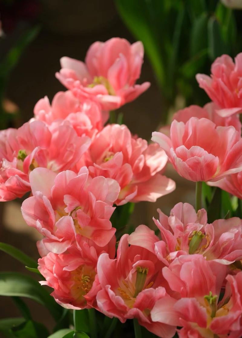 什么是重瓣花?形态特征、代表植物与识别要点全解析 什么是重瓣花?形态特征、代表植物与识别要点全解析