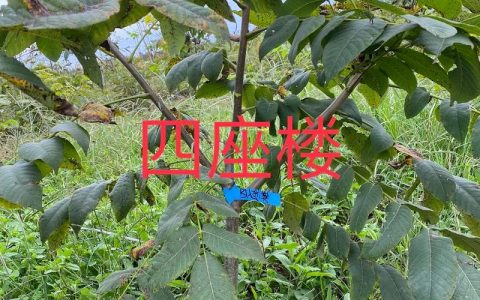 核桃树移栽成活率高，抓住这两个关键时间点