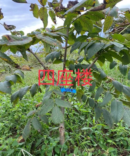 核桃树移栽成活率高，抓住这两个关键时间点