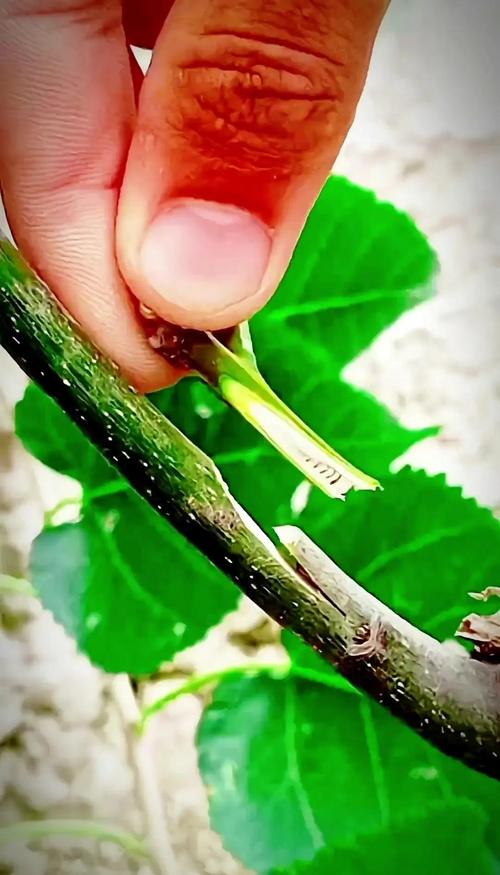 四、栽植深度：根茎结合部与地面平齐