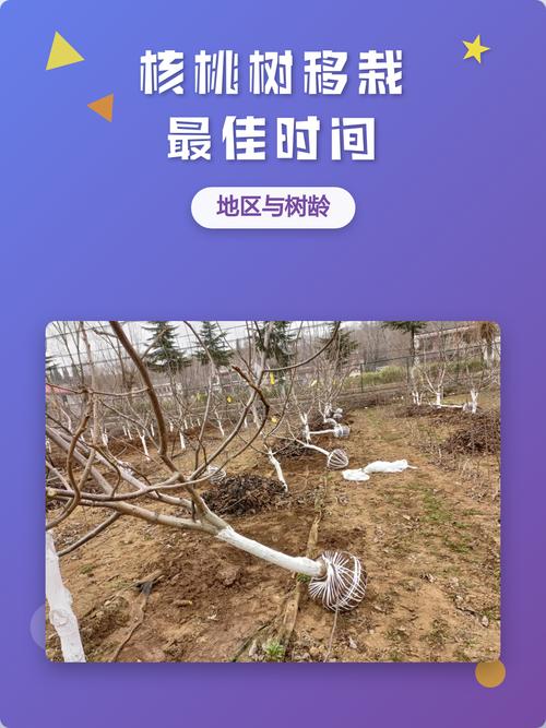 五、浇定根水：边栽边浇，浇透不积水