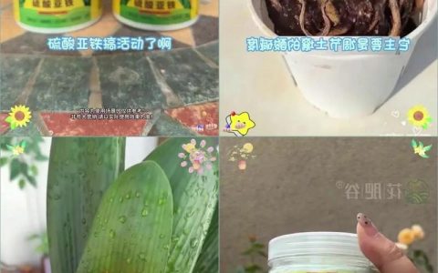 铁树施肥用什么肥料？家庭科学养护指南与六大管理要点