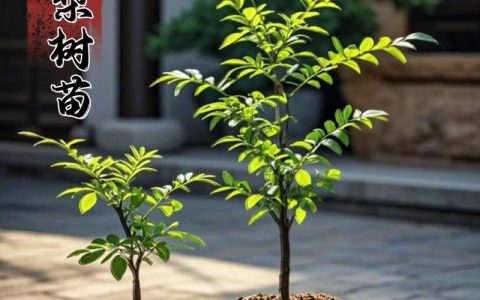 苗木养护全指南：从施肥到换盆，手把手教你养好苗木