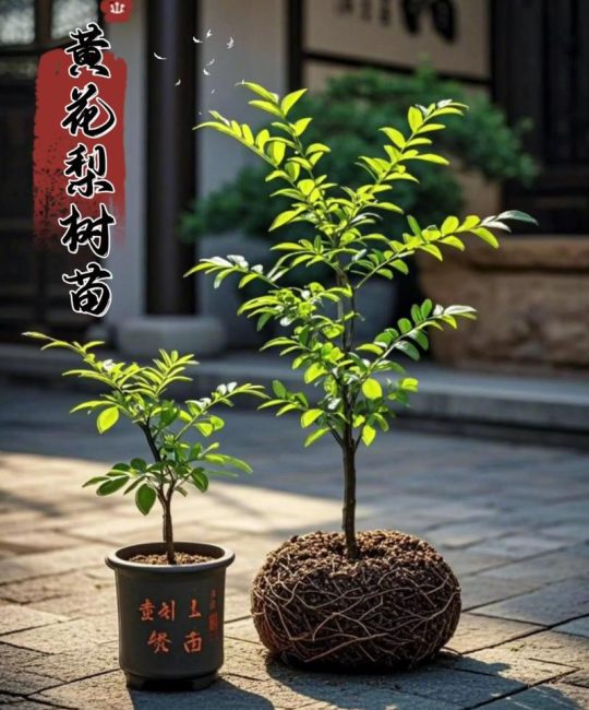 苗木养护全指南：从施肥到换盆，手把手教你养好苗木