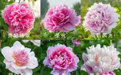 岩牡丹哪个品种珍贵？5大主流品种6维度对比