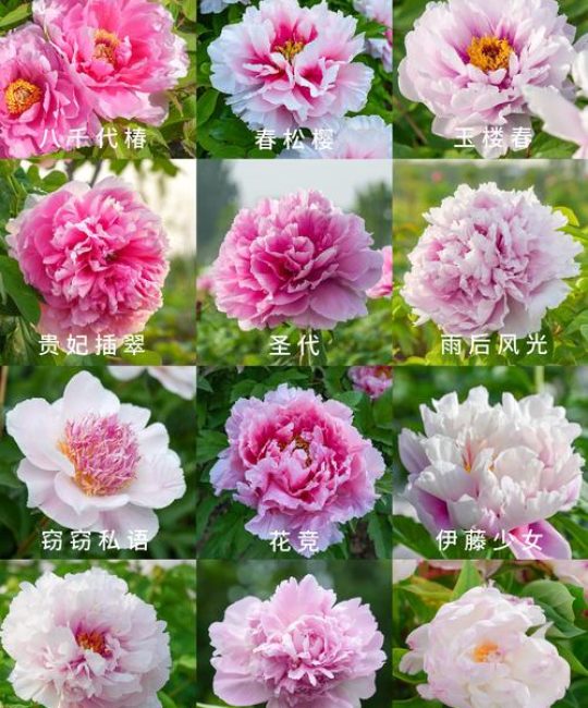 岩牡丹哪个品种珍贵？5大主流品种6维度对比