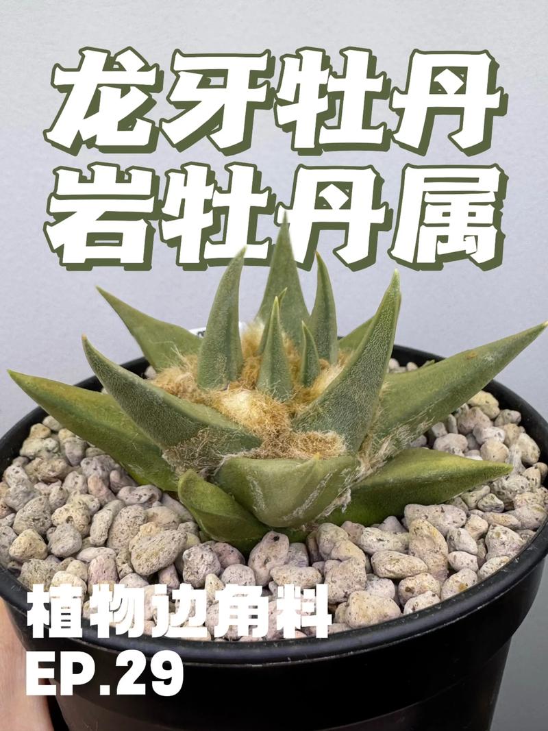 三、用途对比
