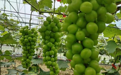 广东种植阳光玫瑰葡萄完全指南：从选时到成活的实操方案