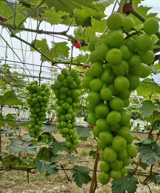 广东种植阳光玫瑰葡萄完全指南：从选时到成活的实操方案