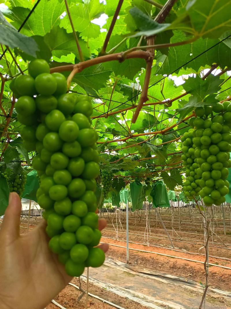 广东种植阳光玫瑰葡萄完全指南:从选时到成活的实操方案 七、成活注意事项:常见问题与补救措施