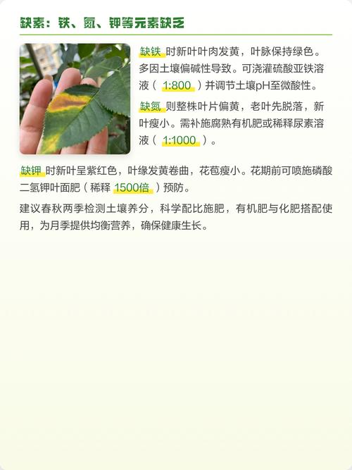 为什么月季花的叶子会变黄?原因与解决方案全解析 修剪促花:避免黄叶的剪刀技巧