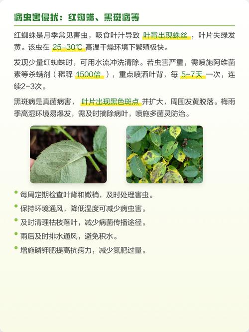 为什么月季花的叶子会变黄?原因与解决方案全解析 越冬与越夏管理:极端温度下的黄叶对策