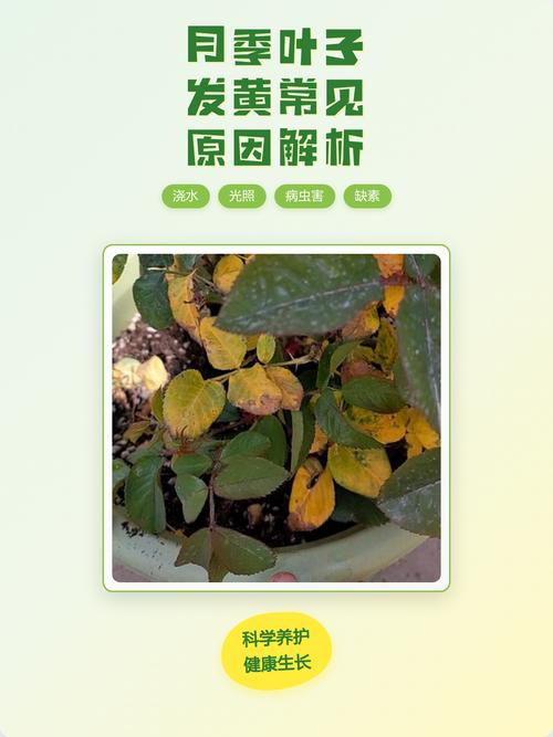 为什么月季花的叶子会变黄?原因与解决方案全解析 常见误区与纠正