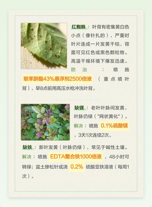 为什么月季花的叶子会变黄?原因与解决方案全解析 总结:3条核心可执行动作