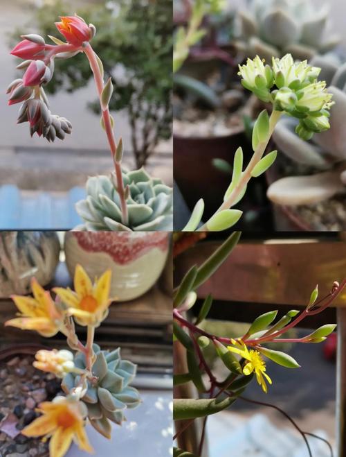 多肉开花后花枯萎了怎么办?正确修剪花箭与花后复壮全攻略 二、花枯萎后第一步:正确剪除花箭