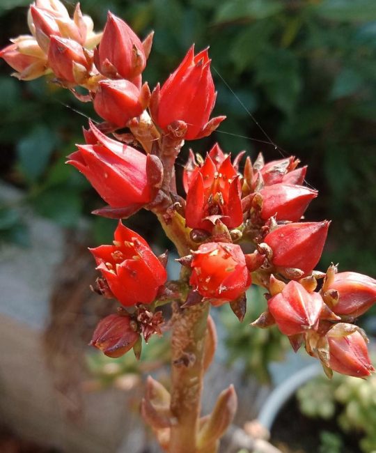 多肉开花后花枯萎了怎么办？正确修剪花箭与花后复壮全攻略
