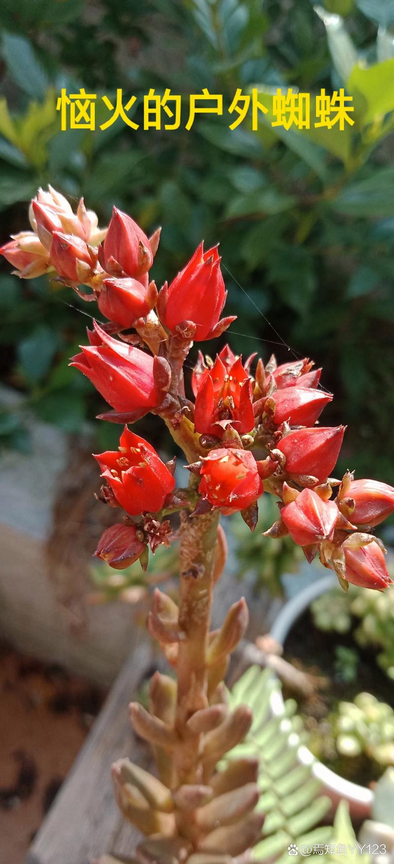 多肉开花后花枯萎了怎么办?正确修剪花箭与花后复壮全攻略 一、为什么多肉开花后花会枯萎?