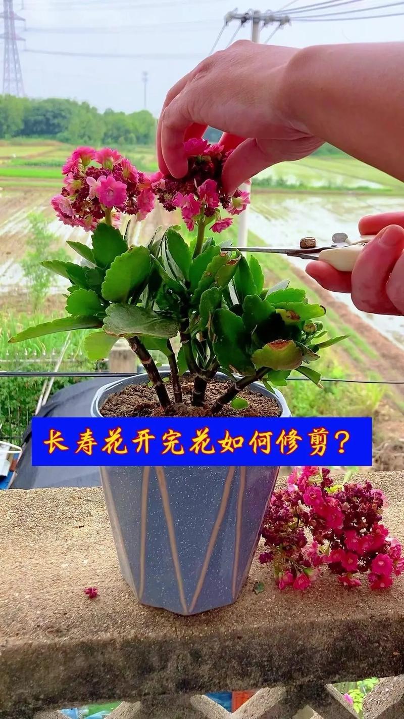 多肉开花后花枯萎了怎么办?正确修剪花箭与花后复壮全攻略 四、常见误区