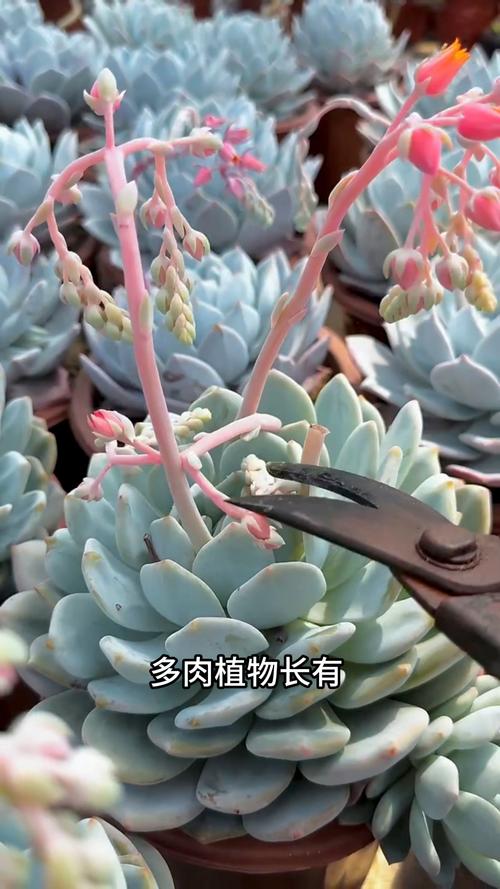多肉开花后花枯萎了怎么办?正确修剪花箭与花后复壮全攻略 三、花后复壮:浇水、施肥、光照调整