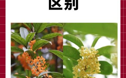 家桂花树种几颗有讲究吗？庭院桂花种植数量指南