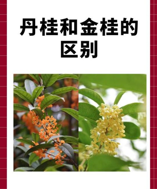 家桂花树种几颗有讲究吗？庭院桂花种植数量指南