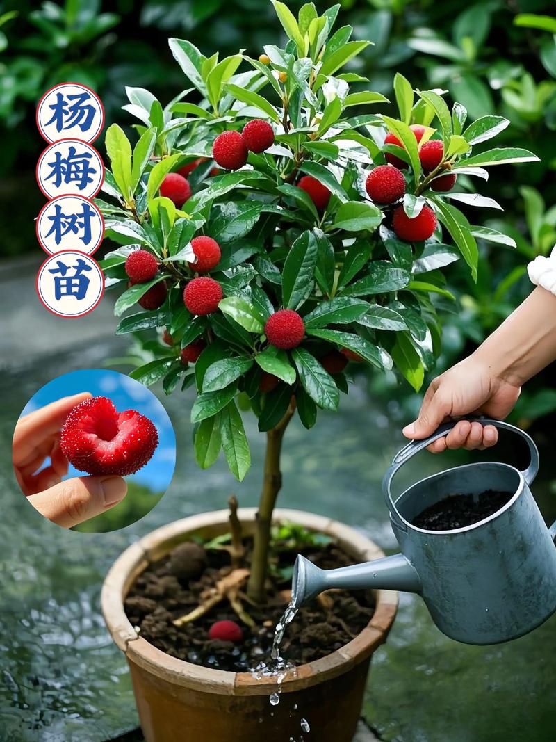 杨梅种苗多少钱一棵?2024年价格参考与影响因素详解 规格对价格的影响