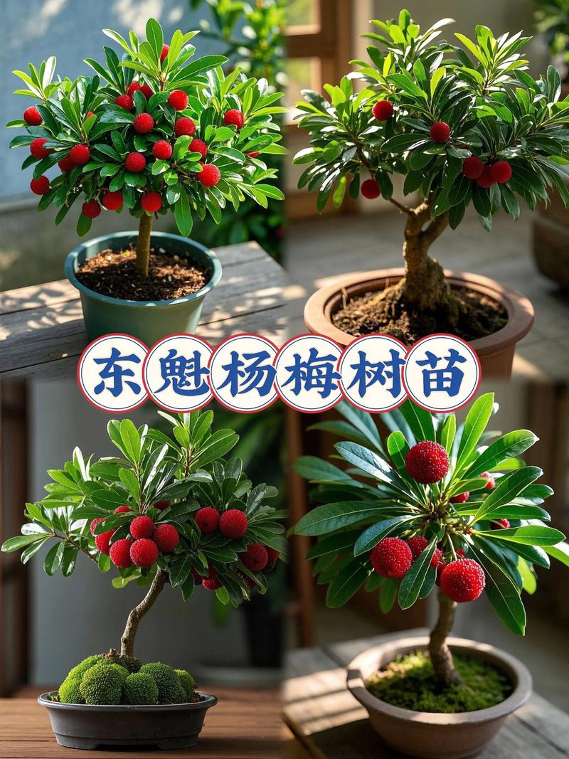 杨梅种苗多少钱一棵?2024年价格参考与影响因素详解 常见问题(FAQ)