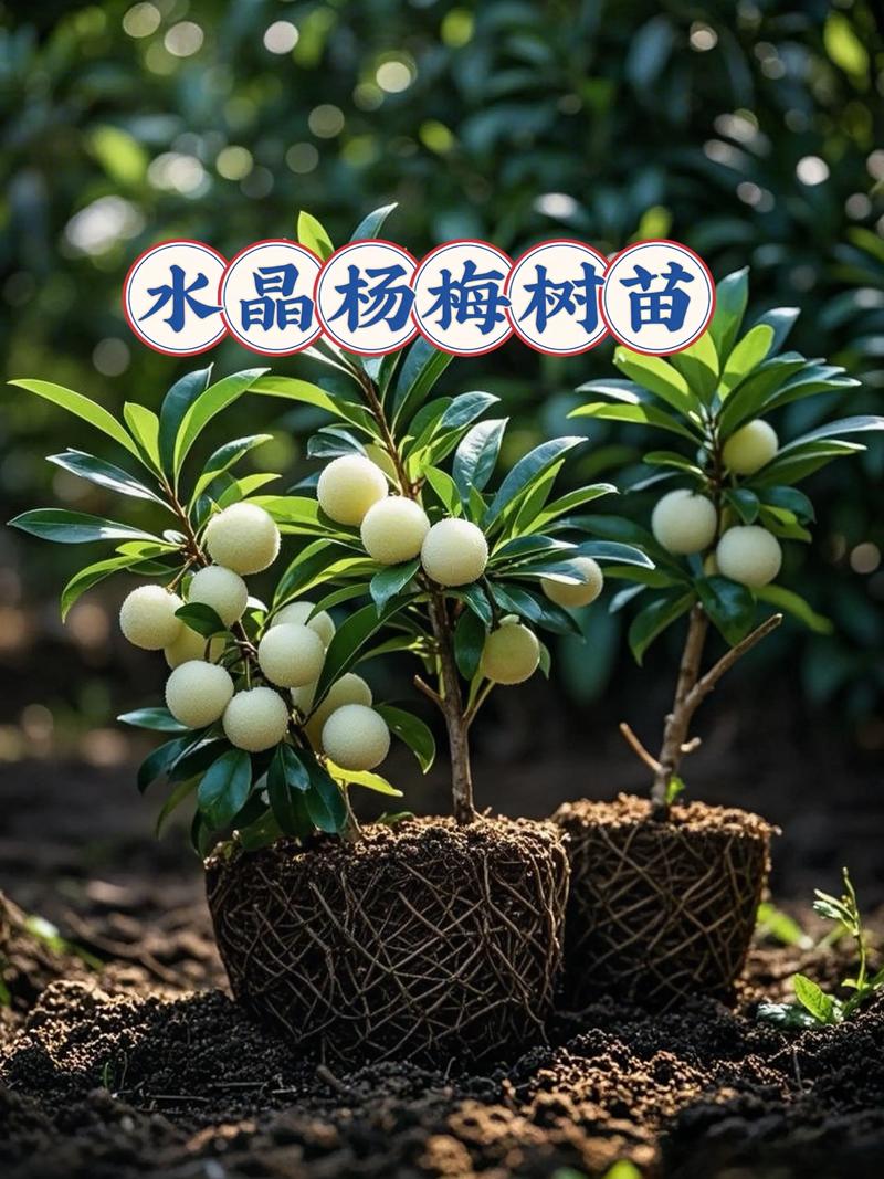 杨梅种苗多少钱一棵?2024年价格参考与影响因素详解 杨梅种苗价格综合参考表