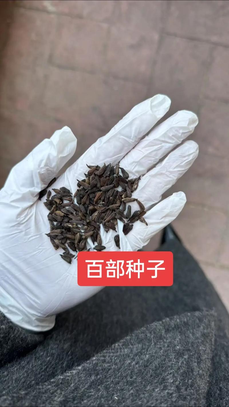 百部种子价格:一斤多少钱?2024年市场行情详解 5. 采购数量:零售与批发的梯度差价