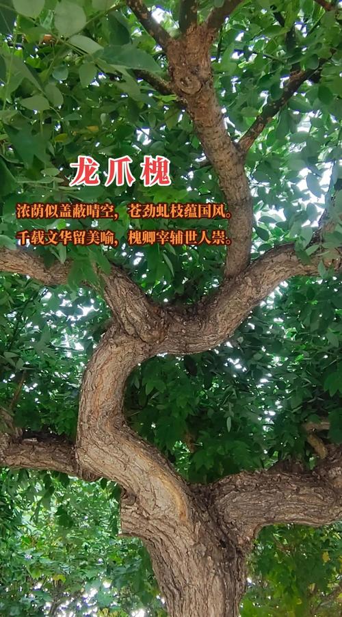 槐树象征什么?从“三公宰辅”到庭院荫凉的千年文化符号 槐树的植物学身份:两种常见品种