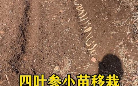 四叶参苗多少钱一棵？规格、产地、季节影响报价解析