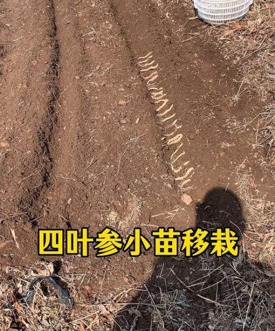 四叶参苗多少钱一棵？规格、产地、季节影响报价解析