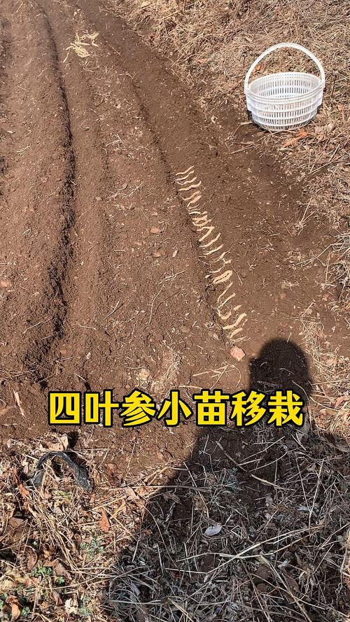 四叶参苗多少钱一棵?规格、产地、季节影响报价解析 四叶参苗多少钱一棵?规格、产地、季节影响报价解析