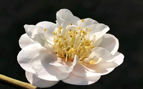 一树寒梅白玉条是什么意思？——解读“寒梅”的植物学与文化密码